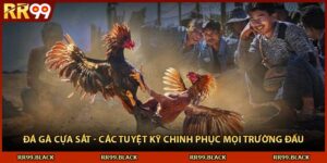 Đá Gà Cựa Sắt - Các Tuyệt Kỹ Chinh Phục Mọi Trường Đấu