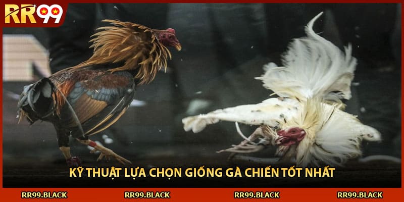 Kỹ thuật lựa chọn giống gà chiến tốt nhất