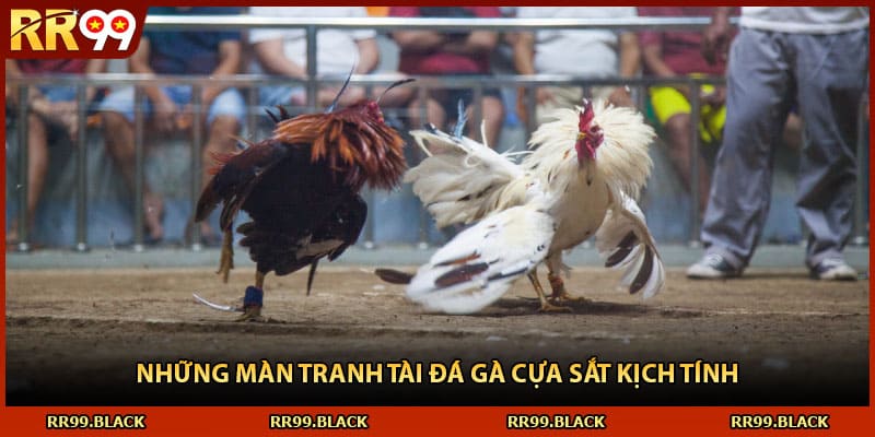 Những màn tranh tài đá gà cựa sắt kịch tính